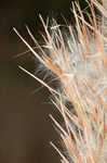 Bushy bluestem